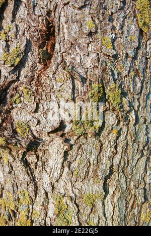 Tree bark from an old tree occupied with moss, closeup view Stock Photo