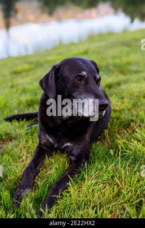 An older black labrador retriever rests in the mountains of Colorado. Stock Photo
