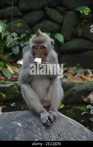 A wild macaque monkey in the peeling and eating a small bunch of ripe bananas in the Sacred Monkey Forest in Ubud Bali. Stock Photo