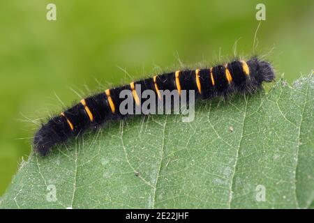 Fox Moth caterpillar (Macrothylacia rubi) crawling on edge of plant leaf. Tipperary, Ireland Stock Photo
