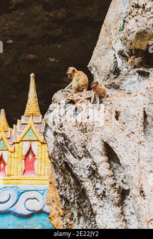 Two young monkeys playing on rock near temple entrance in Thailand. Monkeys is in camera focus. Image has some noise Stock Photo