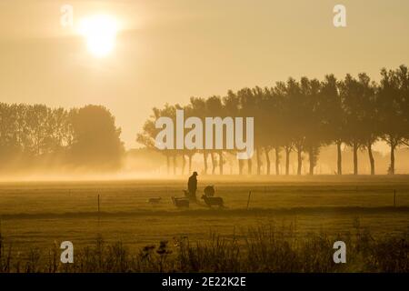 Shepherd / farmer with sheep in meadow in early morning mist silhouetted against sunrise, Gelderland, Netherlands Stock Photo