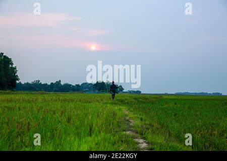 A fisher man come back home through a paddy field after fishing, Brahmanbaria, Bangladesh. Stock Photo
