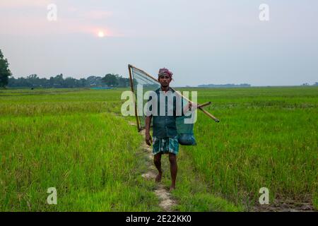 A fisher man come back home through a paddy field after fishing, Brahmanbaria, Bangladesh. Stock Photo