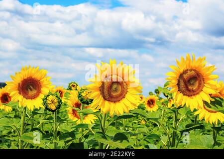 sunflower closeup in the field. beautiful agricultural scenery in summertime. clouds above the horizon. wonderful scenery with blooming yellow flowers Stock Photo
