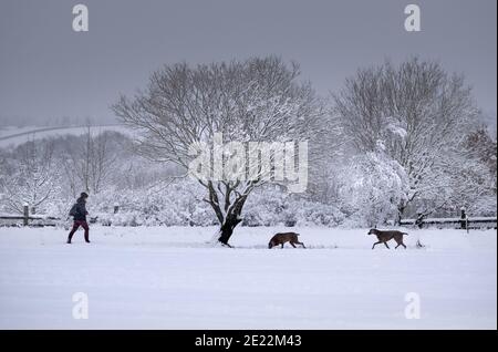 Winter outdoor exercise / activity.  Woman and pointer dogs walking in deep  snow Stock Photo