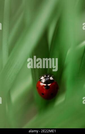 Macro photography of ladybug perching on green leaves Stock Photo