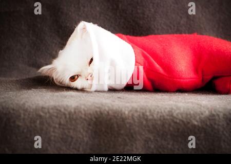 Adorable white kitten inside of christmas stocking Stock Photo
