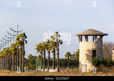 Palm trees on the beach, black sea beach. Stock Photo