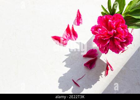 Vibrant magenta peony in vase and peony petals with contrast hard shadows on marble background. Stock Photo