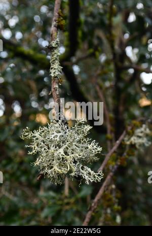 Lichen growing on tree branch in England, Uk Stock Photo