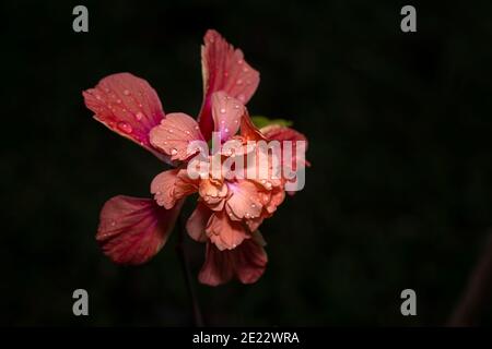 Orange pink hibiscus flower Stock Photo