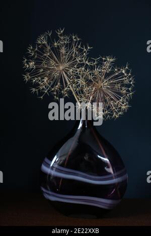 Two dried Allium seed heads in a large purple glass vase/ bottle on a wooden table set against a dark blue wall Stock Photo