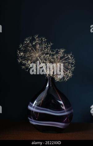 Two dried Allium seed heads in a large purple glass vase/ bottle on a wooden table set against a dark blue wall Stock Photo