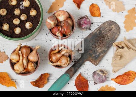 Mixed spring flowering bulbs. Tulip, hyacinth, narcissus and muscari (grape hyacinth) bulbs with trowel in autumn. UK Stock Photo