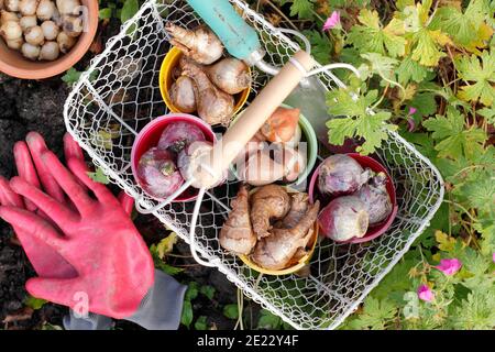 Planting bulbs in autumn. Preparing to plant spring flowering hyacinth, daffodil, tulip and muscari (grape hyacinth) bulbs in a garden border. UK Stock Photo
