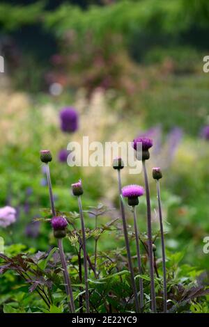 Cirsium heterophyllum,Melancholy thistle,thistles,pink flowers,flower,flowering,mixed border,mixed planting scheme,RM Floral Stock Photo