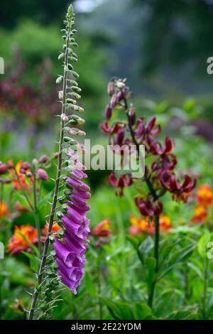 digitalis purpurea,purple foxglove,Lilium Martagon Claude Shride,martagon lily claude shride,martagon lillies,red,maroon,flower,flowers,perennial,turk Stock Photo