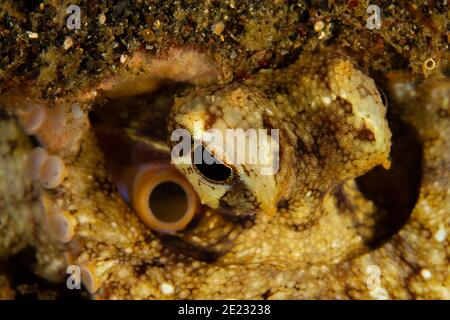 Shrimps of Much Diving in Indonesia Stock Photo