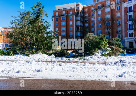 Fallen trees in the Plaza Marques de Salamanca. Many trees have suffered the inclemency of the snowstorm. Two days after Filomena heavy snowfall. Madr Stock Photo