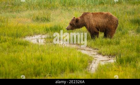 A coastal bear walks along feeding and drinking in Alaska