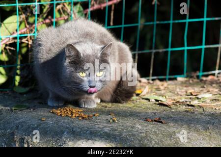 Adorable blue cat eating food, licking lips Stock Photo