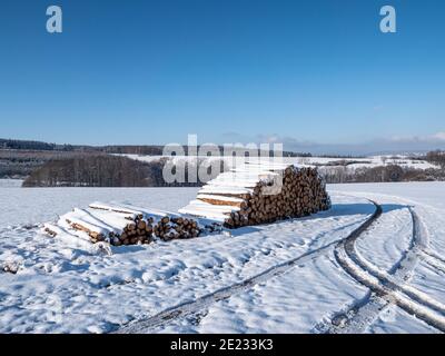 Forest work in winter tree trunks Stock Photo