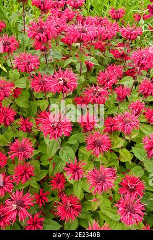 Monarda red flowers Monarda didyma Bee-Happy Hardy Beauty perennials Stock Photo