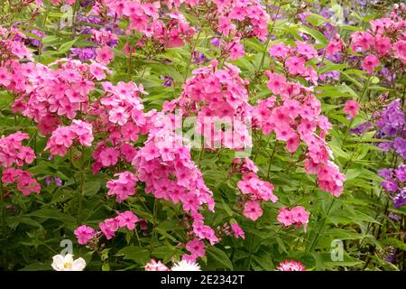 Pink Phlox garden plants growing in June herbaceous border Stock Photo