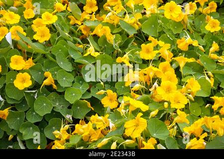 Dwarf Nasturtium Tropaeolum minus Tip Top Gold  Garden herbst growing in vegetable allotment garden edible flowers and leaves Stock Photo