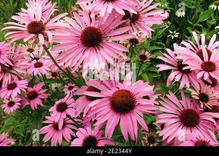 Echinacea coneflowers "Baby Swan Pink"  beauty flowers in a garden herbaceous border Coneflowers Garden Stock Photo