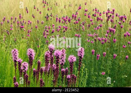 Purple flowers garden Dalea purpurea Purple Prairie Clover Liatris Stock Photo
