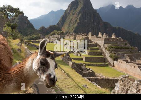 Llama at the Incan ruins of Machu Picchu, a UNESCO World Heritage Site Stock Photo