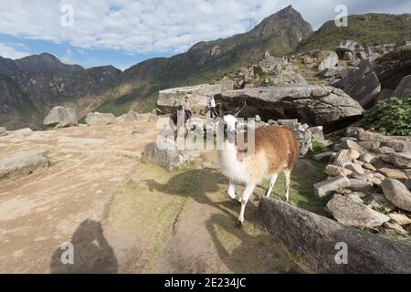 Llama at the Incan ruins of Machu Picchu, a UNESCO World Heritage Site Stock Photo