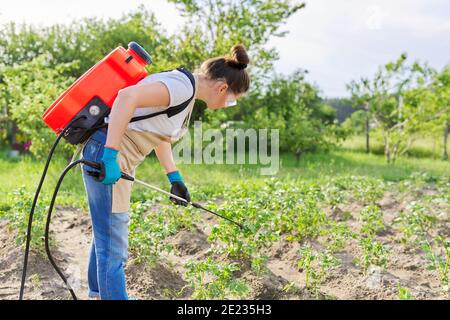 Woman gardener spraying young potato plants in spring vegetable garden Stock Photo