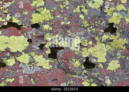 Green lichen growing on red sandstone rocks at Midzor mountain in Serbia. Juxtaposition of colors and textures as life manages to thrive in the harsh Stock Photo