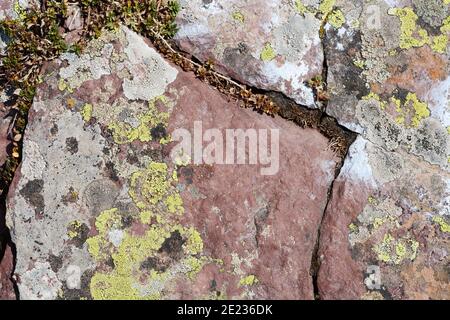 Green lichen growing on red sandstone rocks at Midzor mountain in Serbia. Juxtaposition of colors and textures as life manages to thrive in the harsh Stock Photo