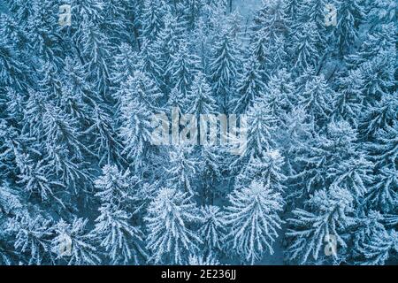 Blue background texture of a frozen forest at winter, top earial view Stock Photo