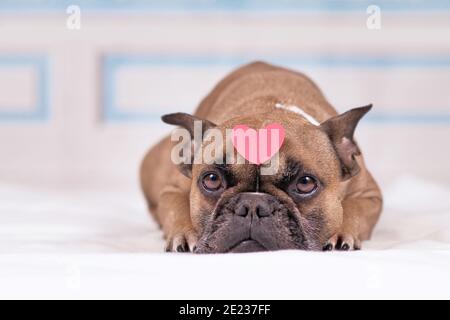 French Bulldog dog with pink heart on head lying down in front of blue and white stucco wall Stock Photo