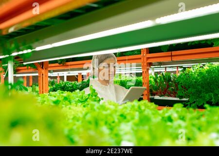 Young female greenhouse worker in protective workwear using tablet while moving along shelves with green seedlings growing in vertical farm Stock Photo