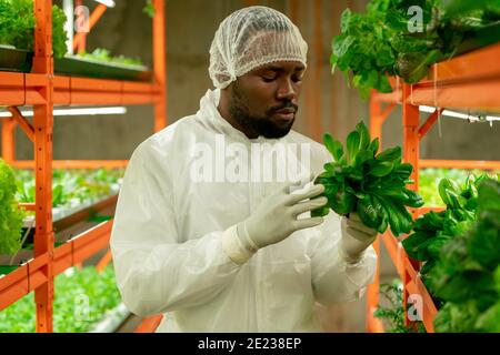 Young contemporary agroengineer of African ethnicity holding green spinach seedlings while standing by shelf inside large vertical farm Stock Photo