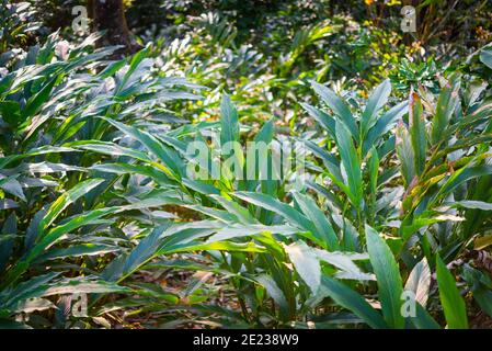 Thicket of cardamom plants at spice plantation in Kumily, Kerala, India. Stock Photo