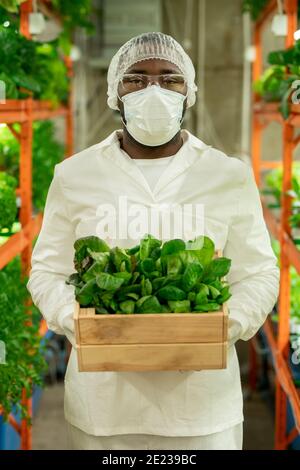 Young African agroengineer in protective workwear holding wooden box with green spinach while standing in front of camera in vertical farm Stock Photo