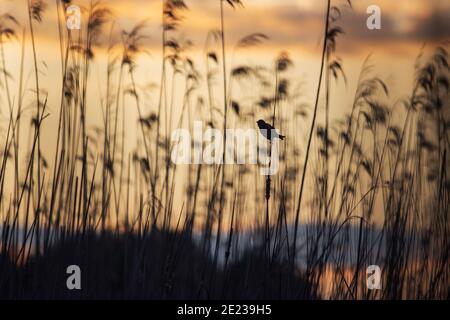 silhouette of a songbird at dusk Stock Photo