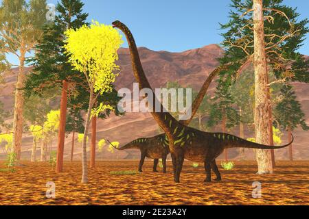 Mamenchisaurus youngi sauropod dinosaurs munch on trees during the Jurassic Period of China. Stock Photo
