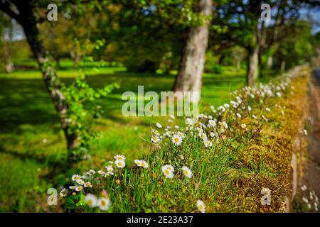 Image of wild daises on the top of a granite wall in the sunshine wth a shallow depth of field and blured background. Selectve Focus Stock Photo
