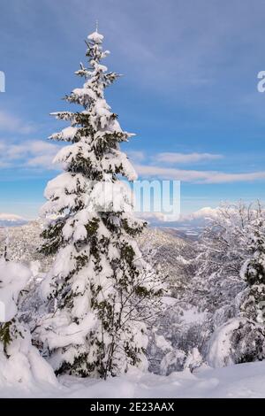 Spruce in snowy winter landscape. Weather, winter and holidays concepts Stock Photo
