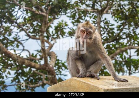 Monkeys at the Gorges viewpoint. Black River Gorges national park. Mauritius. Panorama Stock Photo