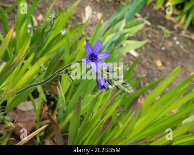 Babiana stricta or Blue freesia or Baboon flowers, leaves and buds in the garden