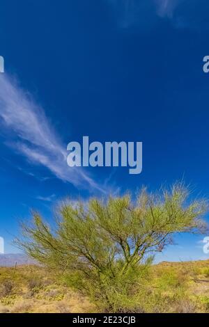 Palo Verde tree in the Rincon Mountain District of Saguaro National Park, Arizona, USA Stock Photo